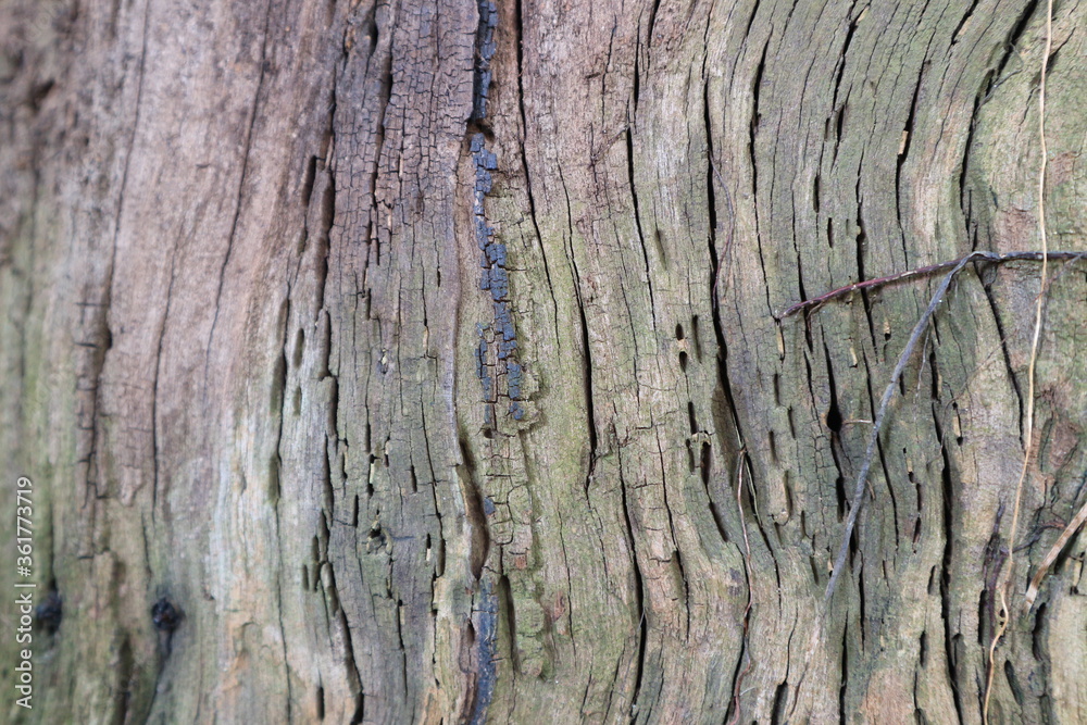 wood texture with natural pattern for background. wood texture with natural pattern for background.