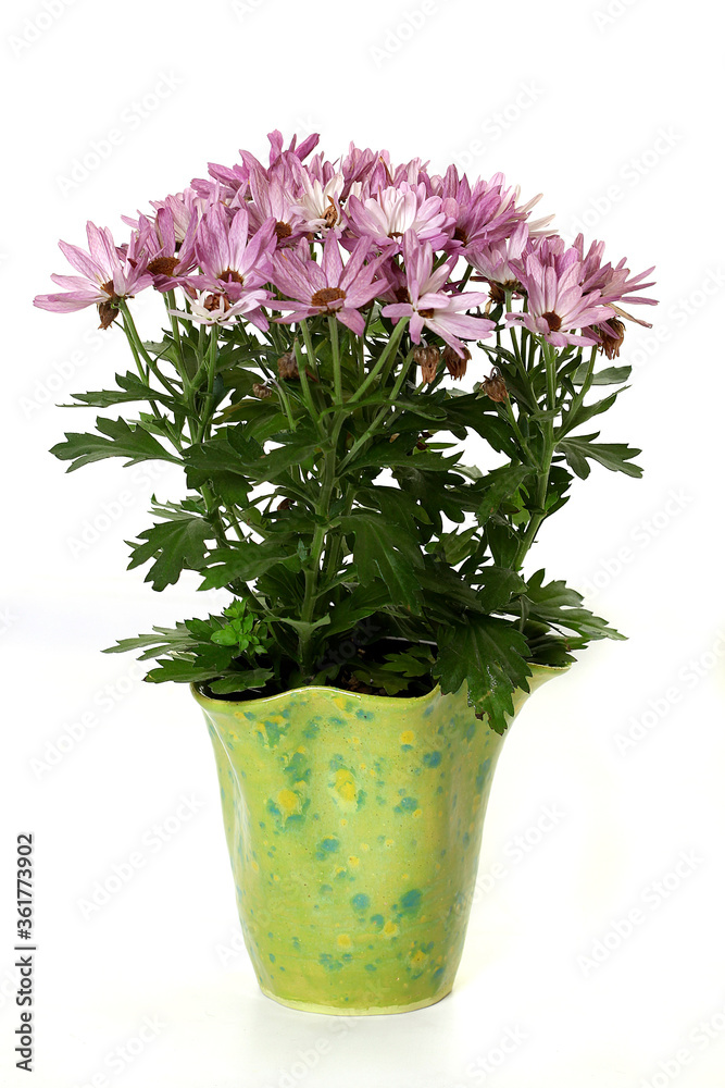 pink daisies in a homemade ceramic pot