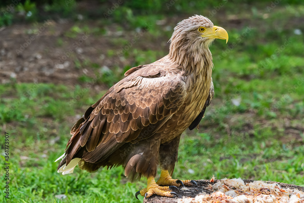 Beautiful white tailed eagle standing in a cage at the zoo. Beautiful white tailed eagle standing in a cage at the zoo.