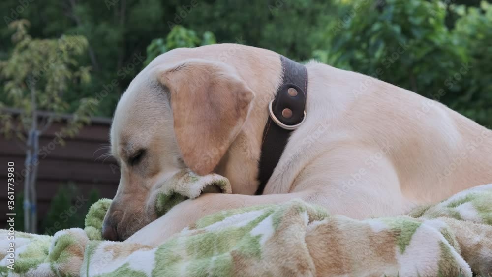 Labrador dog nibbles a blanket lying on the grass. Young Labrador age 1