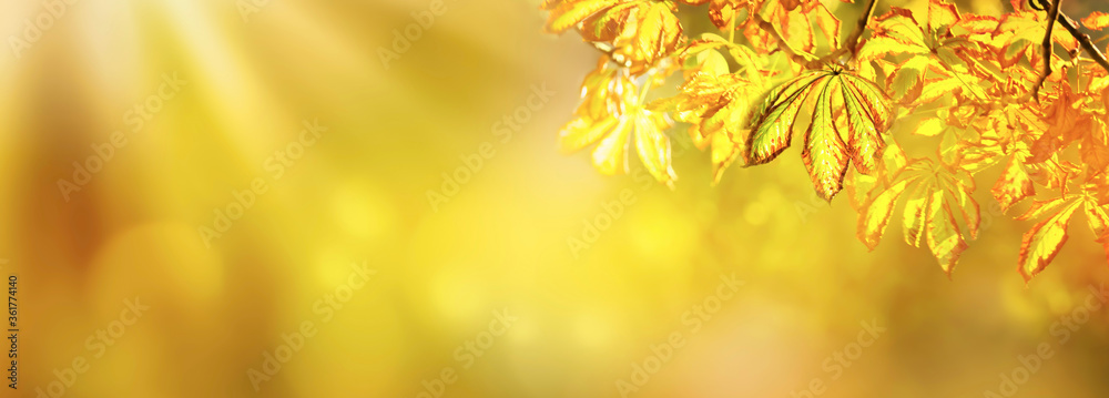 Fototapeta premium leuchtendes herbstlaub vor abstraktem hintergrund