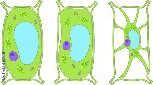 Turgor pressure on plant cells