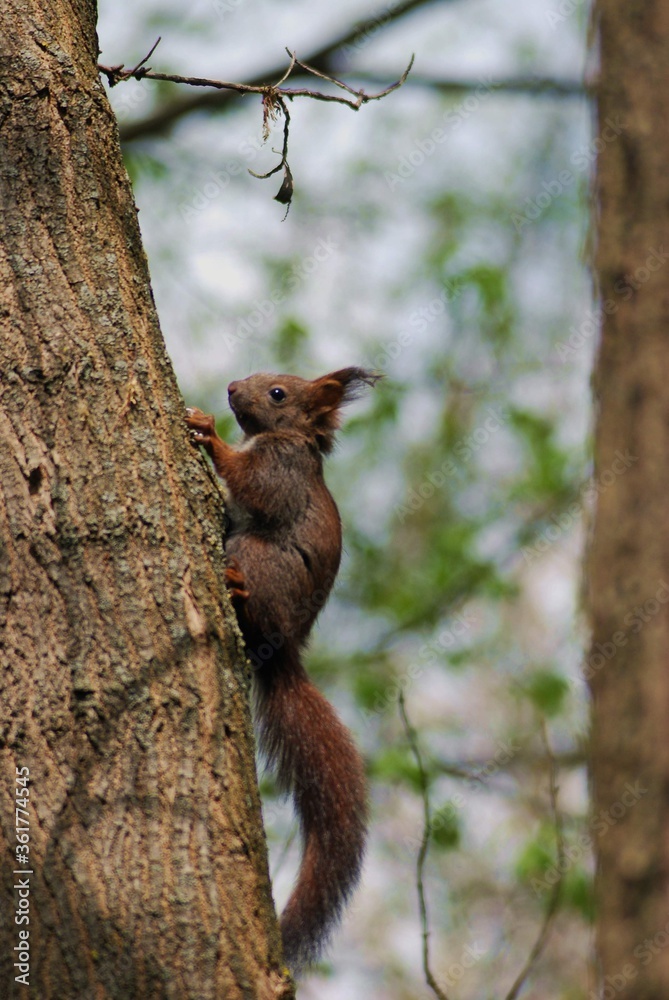 a brown squirrel in the tree during spring time