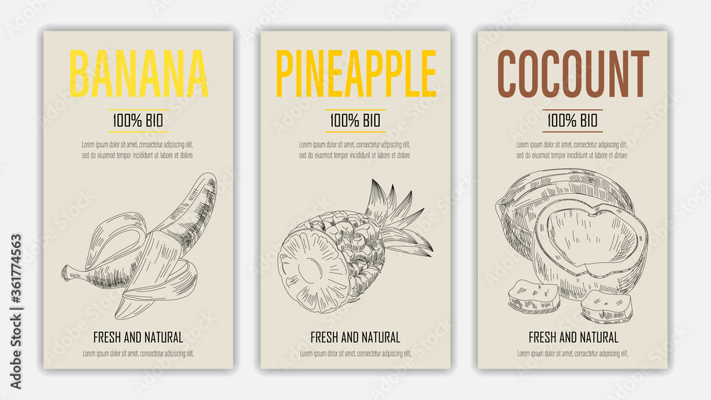 Vector hand drawn fruits of banana, pineapple and coconut posters. Vintage style healthy food concept for farmers market menu design