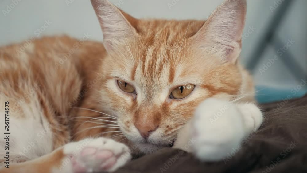 Portrait of a gorgeous curious female red cat at home. Sleepy cat looking to the camera Portrait of a gorgeous curious female red cat at home. Sleepy cat looking to the camera