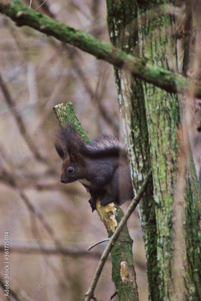 Obraz premium a brown squirrel in the tree during spring time