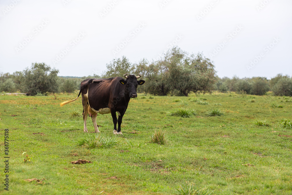 Rural cows graze on a green meadow. Rural life. Animals. agricultural country Rural cows graze on a green meadow. Rural life. Animals. agricultural country