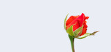 Red rose head macro view. White background copy space