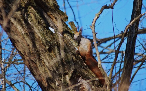 a brown squirrel in the tree during spring time © badescu