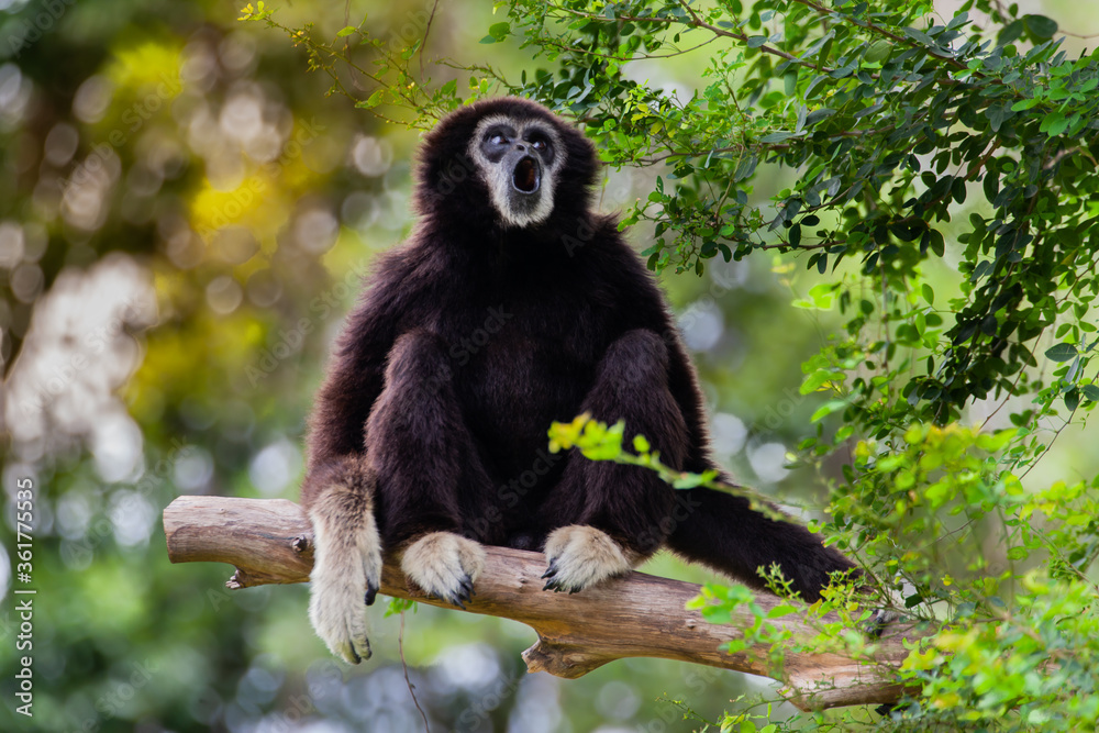 Fototapeta premium Gibbon on the tree in the zoo.
