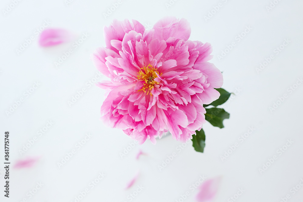 Fresh peony flower. Beautiful Pink Flower still life