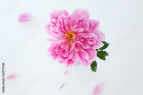 Fresh peony flower. Beautiful Pink Flower still life