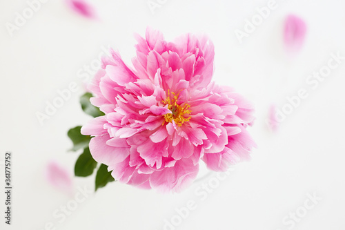 Fresh peony flower. Beautiful Pink Flower still life