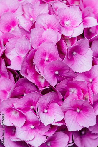 Hortensia rose dans le jardin