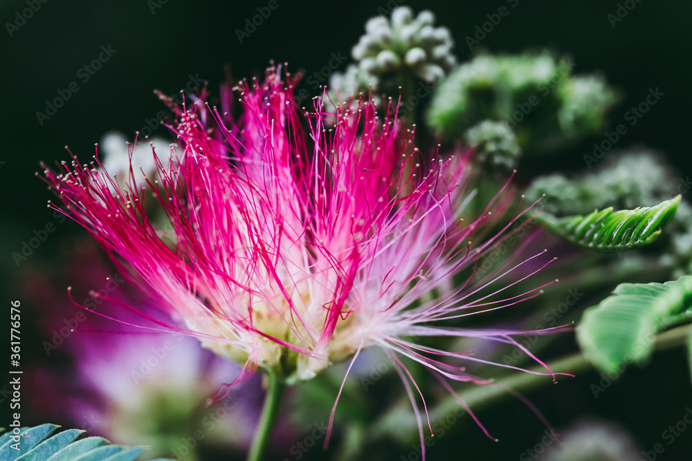 Albizia ou albizia julibrissin durazz. - Jolie fleur rose avec de longs pistils Albizia ou albizia julibrissin durazz. - Jolie fleur rose avec de longs pistils