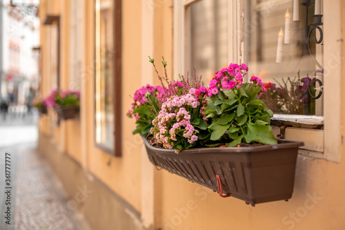Flowerbed on the window. The atmosphere of old Prague.