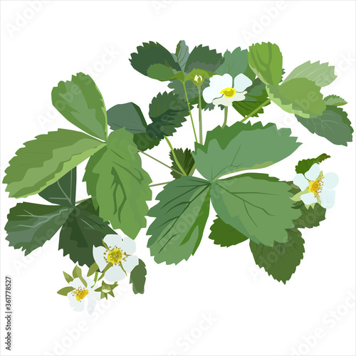 Garden strawberry plant blossom, vector flat isolated illustration