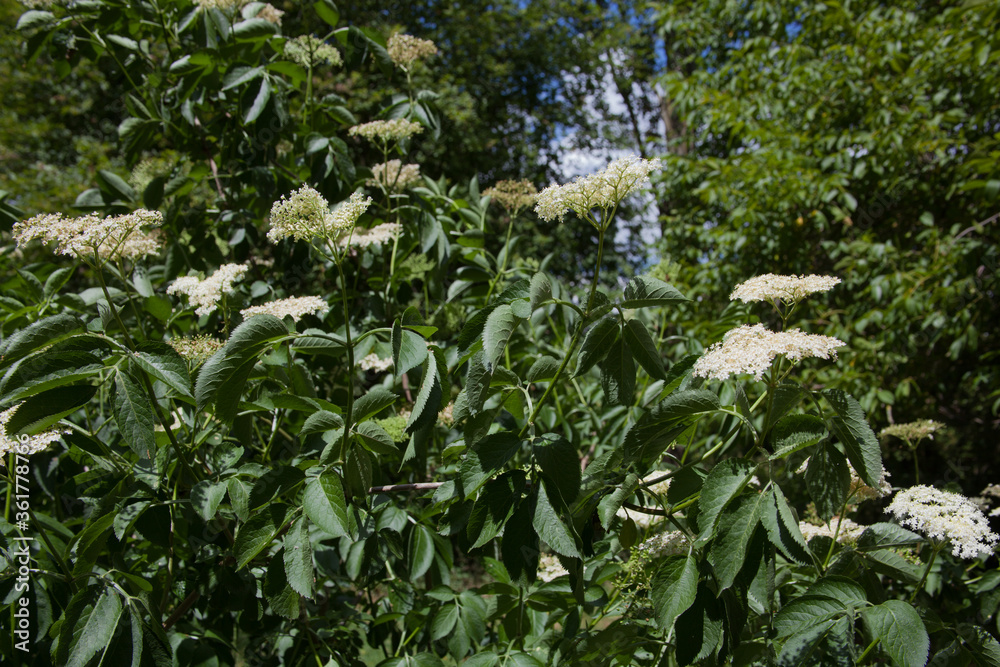 Obraz premium An Elder, a small tree during the summer with white Elderflowers