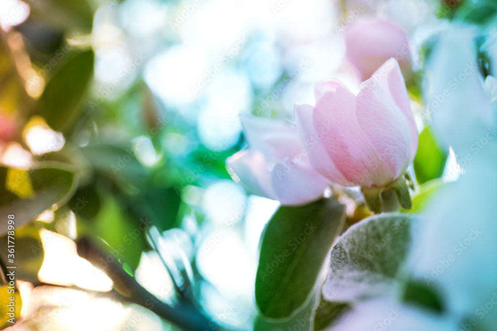 Closeup view of beautiful blossoming quince tree outdoors on spring day Closeup view of beautiful blossoming quince tree outdoors on spring day