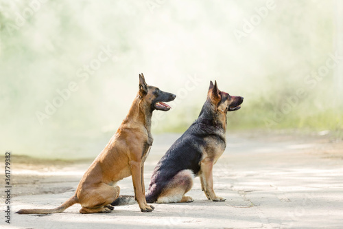 Belgian Shepherd (Malinois) is a dog and German Shepherd
