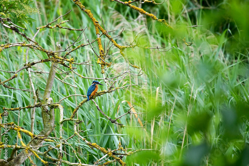 A male common kingfisher (Alcedo atthis), also known as the Eurasian kingfisher and river kingfisher on a perch                               in the conservation area  Wuhleteich, Berlin Marzahn.