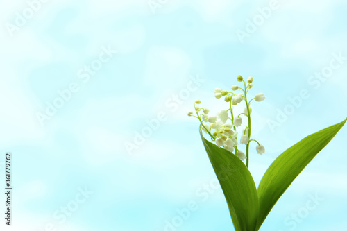 Beautiful lily of the valley flowers on light background. Space for text