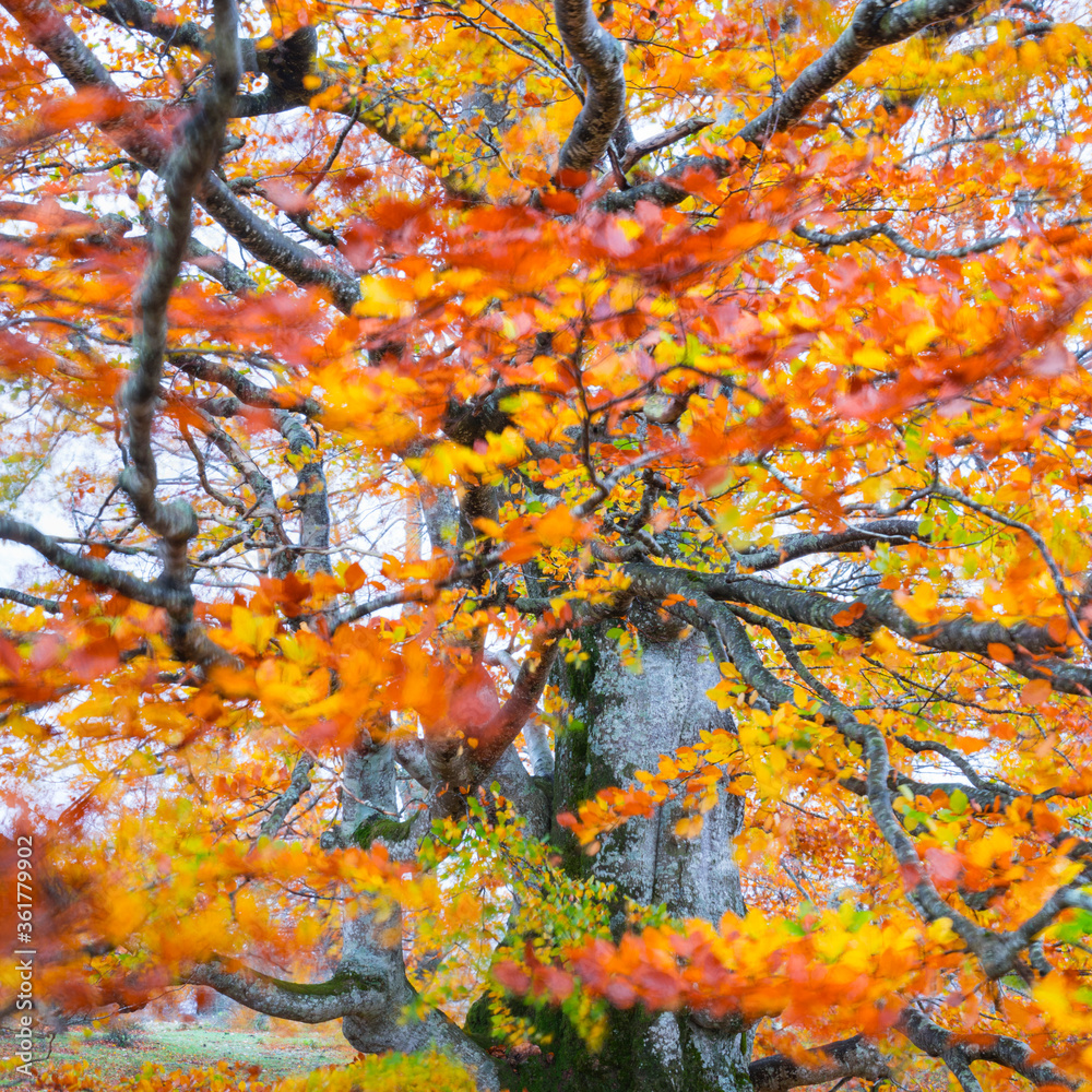Beech forest, Urbasa Natural Park, Navarra, Spain, Europe Beech forest, Urbasa Natural Park, Navarra, Spain, Europe