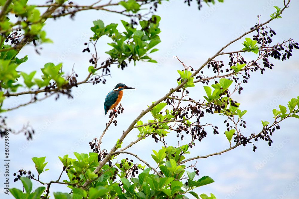 A male common kingfisher (Alcedo atthis), also known as the Eurasian kingfisher and river kingfisher on a perch in the conservation area Wuhleteich, Berlin Marzahn. A male common kingfisher (Alcedo atthis), also known as the Eurasian kingfisher and river kingfisher on a perch in the conservation area Wuhleteich, Berlin Marzahn.