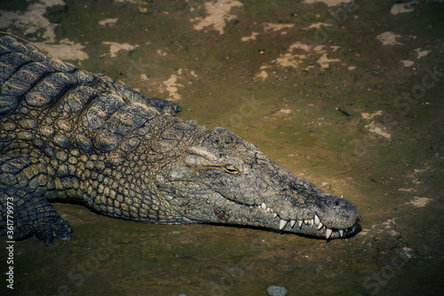 live crocodile in the water close up 