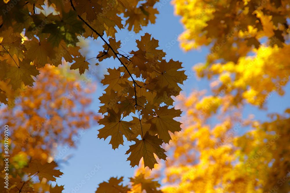 Autumn background. Yellow maple leaves against the blue sky. Bright yellow autumn leaves. Horizontal, close-up, free space. Concept of the seasons. Autumn background. Yellow maple leaves against the blue sky. Bright yellow autumn leaves. Horizontal, close-up, free space. Concept of the seasons.