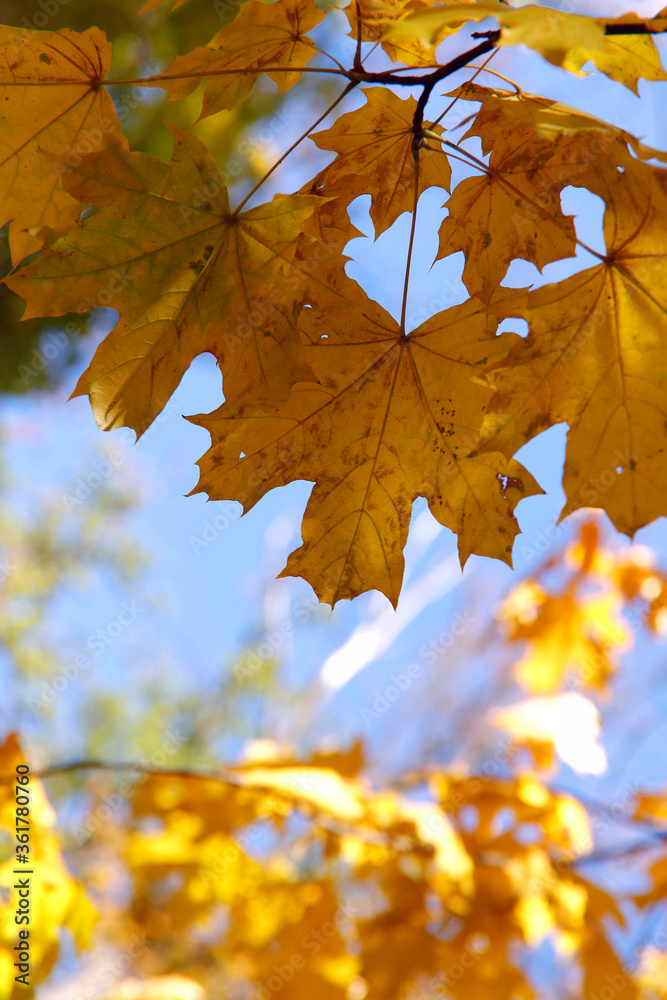 Autumn background. Yellow maple leaves against the blue sky. Bright yellow autumn leaves. Vertical, close-up, free space. Concept of the seasons. Autumn background. Yellow maple leaves against the blue sky. Bright yellow autumn leaves. Vertical, close-up, free space. Concept of the seasons.