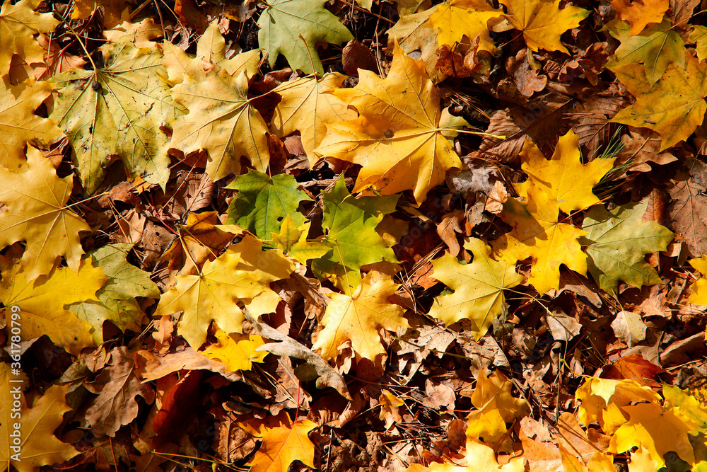Autumn background. Top view of yellow leaves on the ground. Yellow leaves close-up. Horizontal, cropped shot, free space. The concept of the seasons.