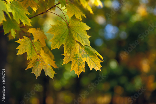 Autumn background. Yellow maple leaves on a bokeh background. Bright yellow autumn leaves close-up. Horizontal, close-up, free space. The concept of the seasons.