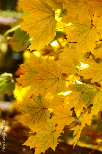 Autumn background. Yellow maple leaves close up. Leaf texture. Vertical, cropped shot, free space. Concept of the seasons.