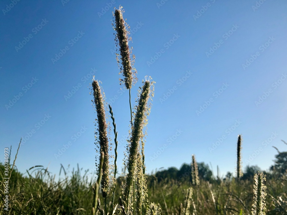 Wild grass meadow against a blue sky in Claygate, Surrey
