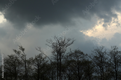 Trees and stormy sky. © pavelalexeev