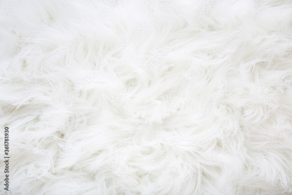Light, white, furry coat background. Empty place for text, quote or sayings. Closeup. Top down view.