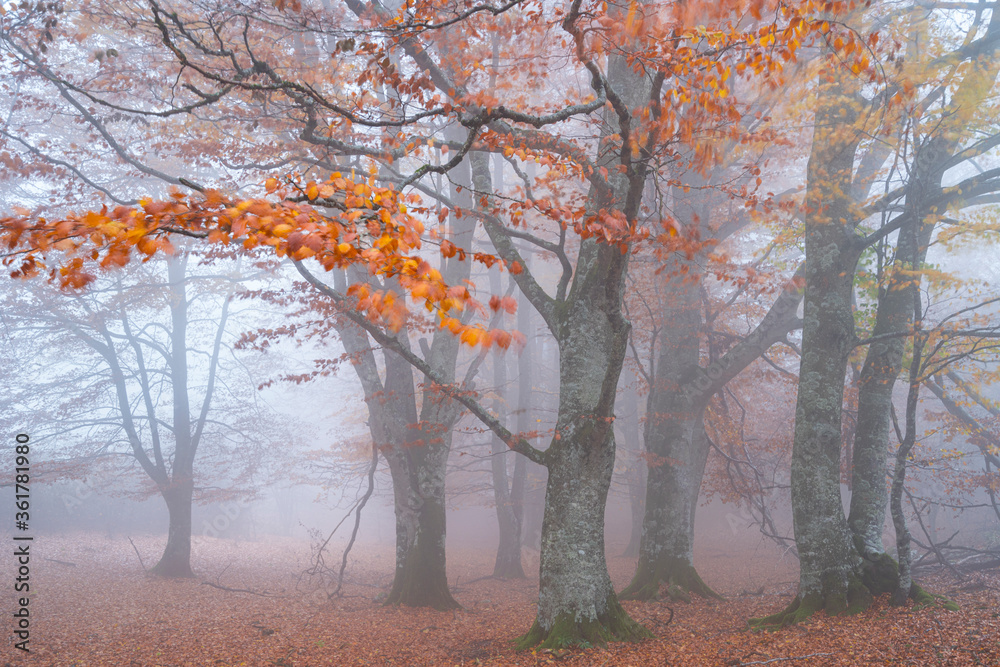 Naklejka premium Beech forest, Urbasa Natural Park, Navarra, Spain, Europe