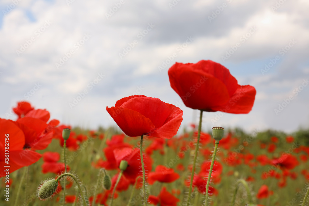 Naklejka premium Beautiful red poppy flowers growing in field, closeup