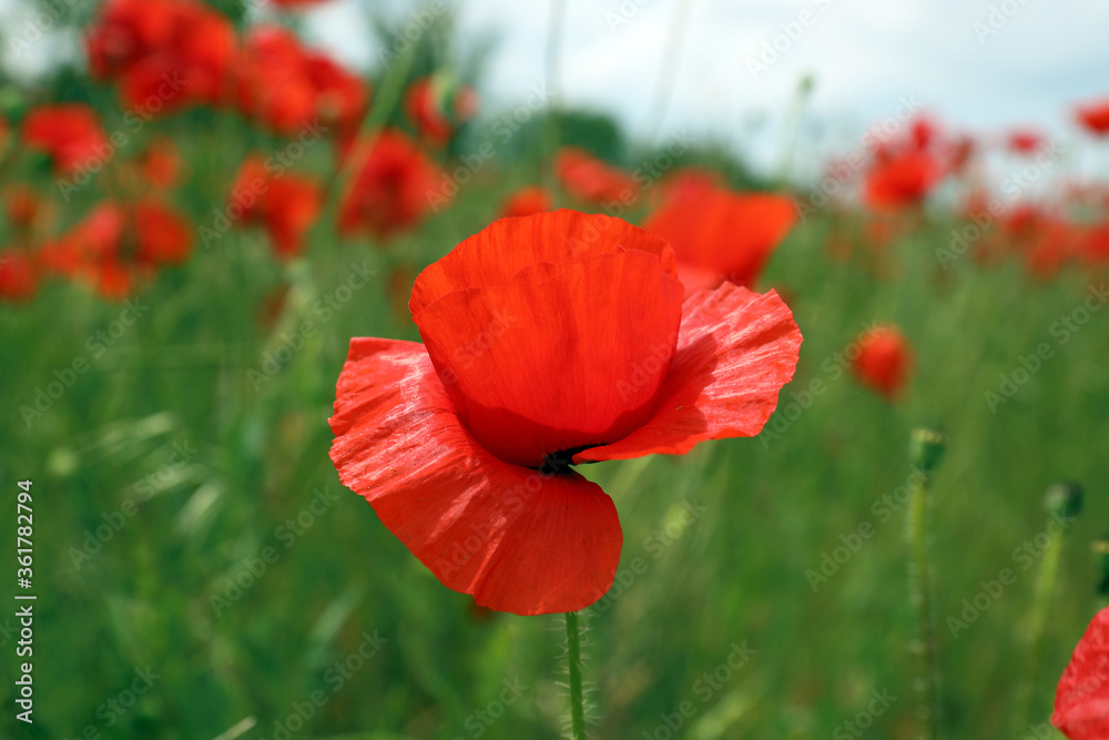 Beautiful red poppy flower growing in field, closeup