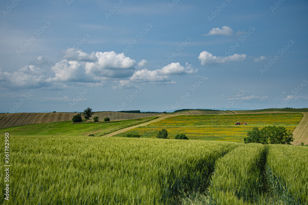 6月の美瑛のパッチワークの丘より