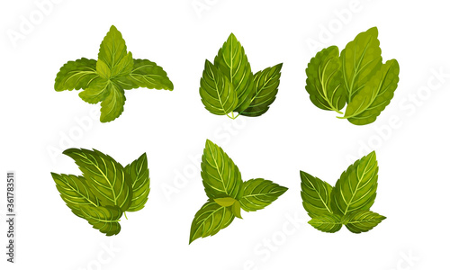 Fresh Green Mint Leaves Isolated on White Background Vector Set
