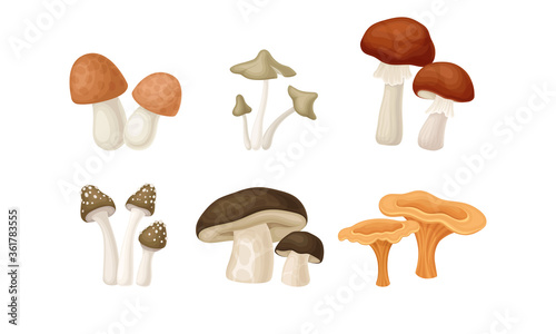 Different Forest Mushrooms or Toadstools with Stem and Cap Isolated on White Background Vector Set