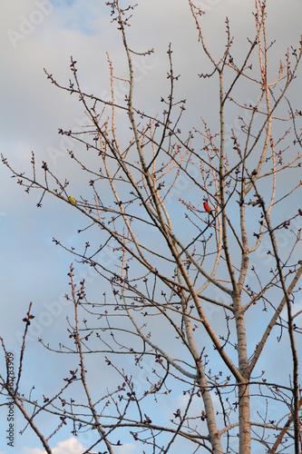 Robin and goldfinch on tree