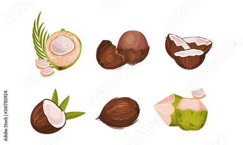 Whole and Halved Coconut with Hard Shell and Fibrous Husk Vector Set