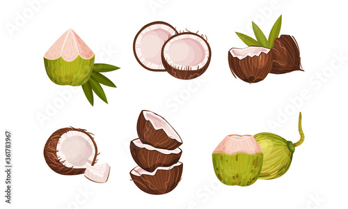 Whole and Halved Coconut with Hard Shell and Fibrous Husk Vector Set