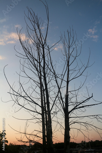 Silhouette of two trees at dusk