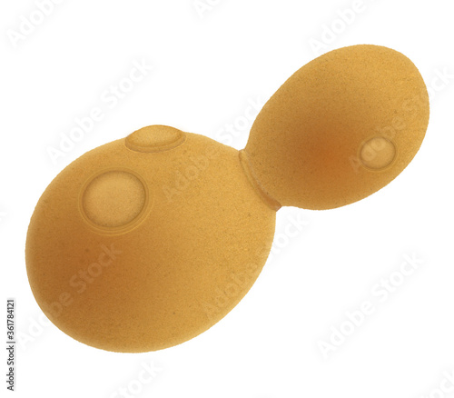 Yeast cell illustration