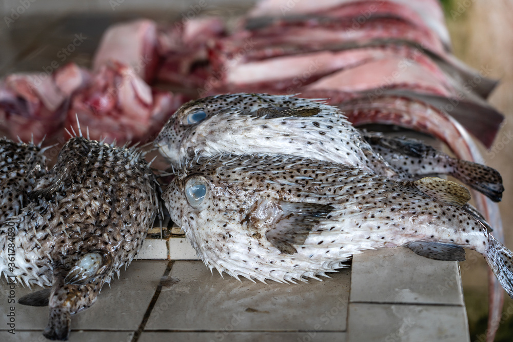 Blowfish or pufferfish or balloonfish or globefish for sell at the street food market in Kota Kinabalu, Malaysia, close up seafood