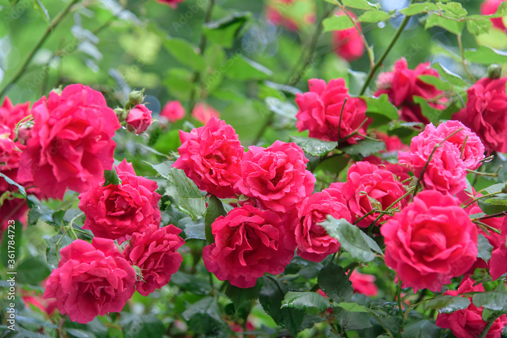 rose bush flowers during blossoming after rain rose bush flowers during blossoming after rain